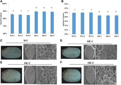 TaNAC020 homoeologous genes are associated with higher thousand kernel weight and kernel length in Chinese wheat